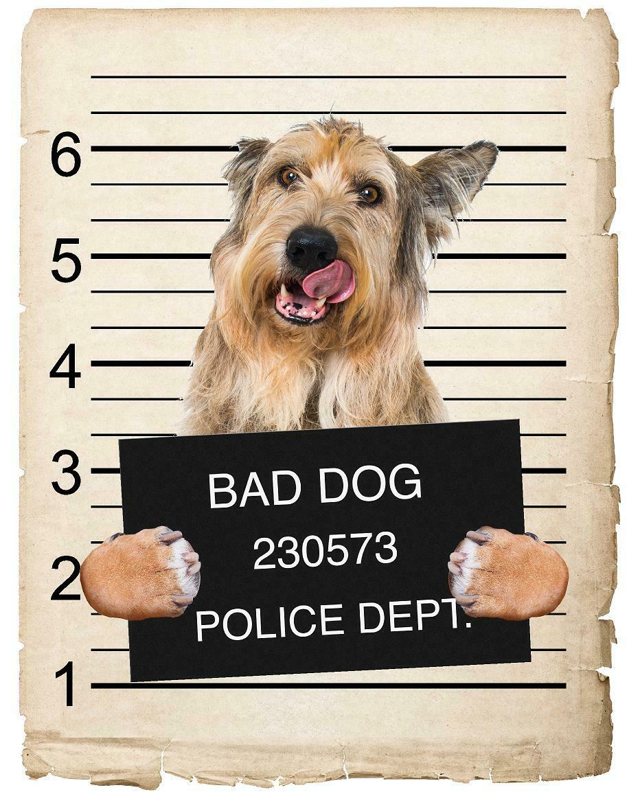 Berger Picard Mugshot Bad Dog Fridge refrigerator Car Magnet