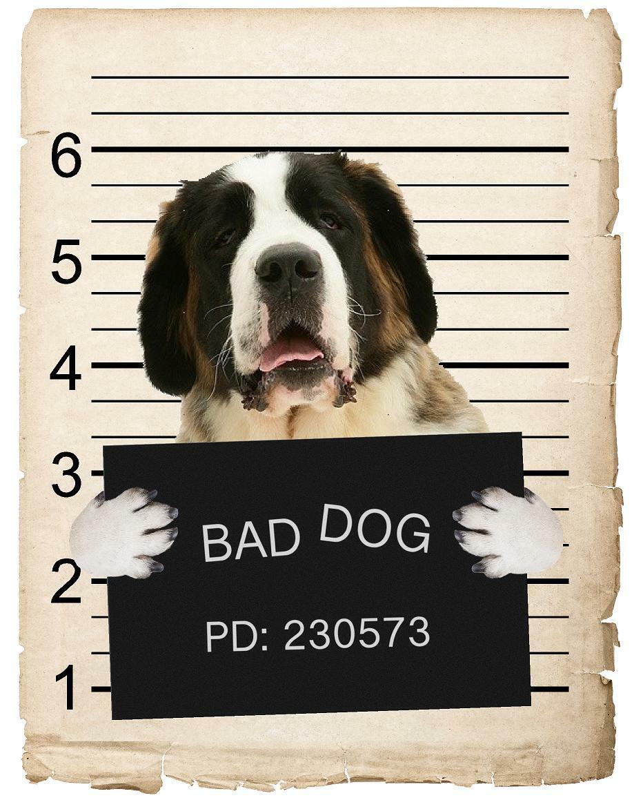 Saint Bernard Mugshot Bad Dog Fridge refrigerator Car Magnet
