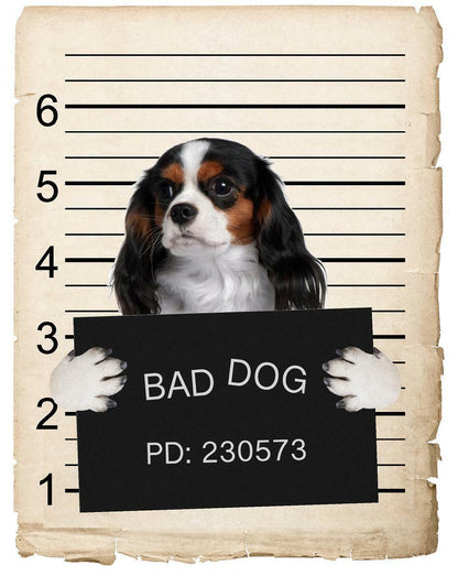 Cavalier King Charles Spaniel Mugshot Bad Dog Fridge refrigerator Car Magnet