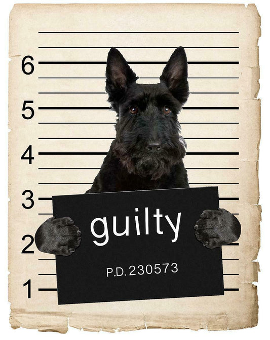 Scottish Terrier  Mugshot Bad Dog Fridge refrigerator Car Magnet