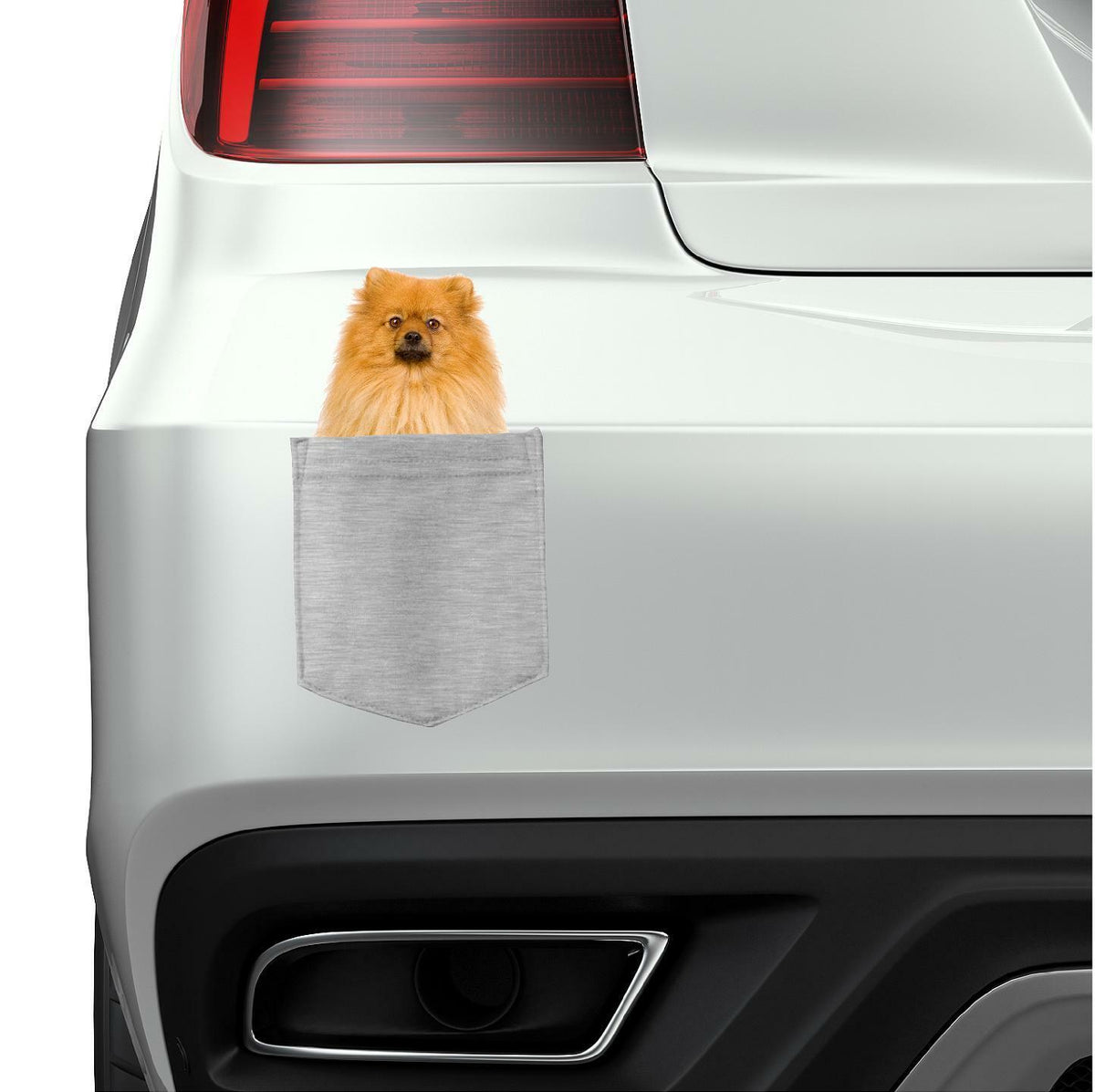 Pomeranian Dog in pocket Fridge Car Magnet Bumper Sticker App size 4"x7"