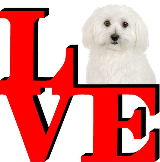 Bichon Frises Dog Love Park Cute Dog Fridge Refrigerator Car Magnet