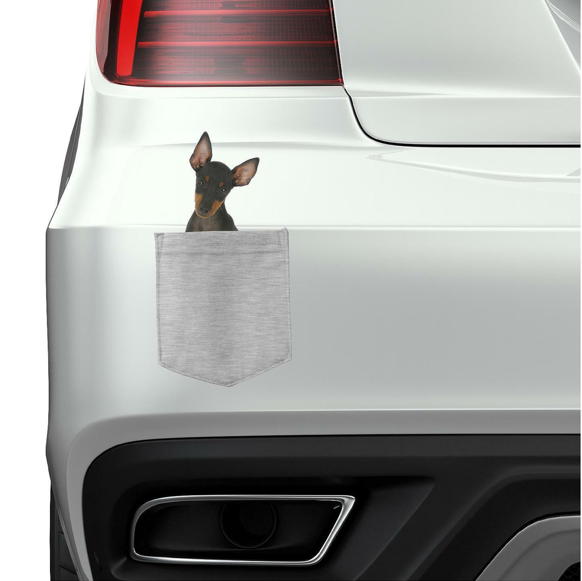 Manchester Terrier Dog in pocket Fridge Car Magnet Bumper Sticker App size 4"x7"