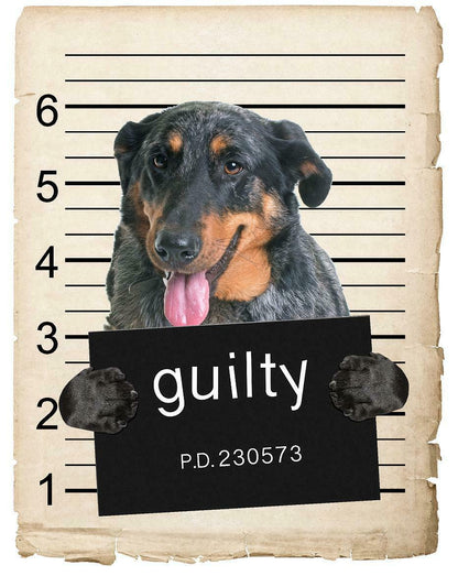 Beauceron Mugshot Bad Dog Fridge refrigerator Car Magnet Bumper Sticker