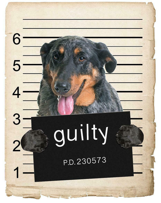 Beauceron Mugshot Bad Dog Fridge refrigerator Car Magnet Bumper Sticker