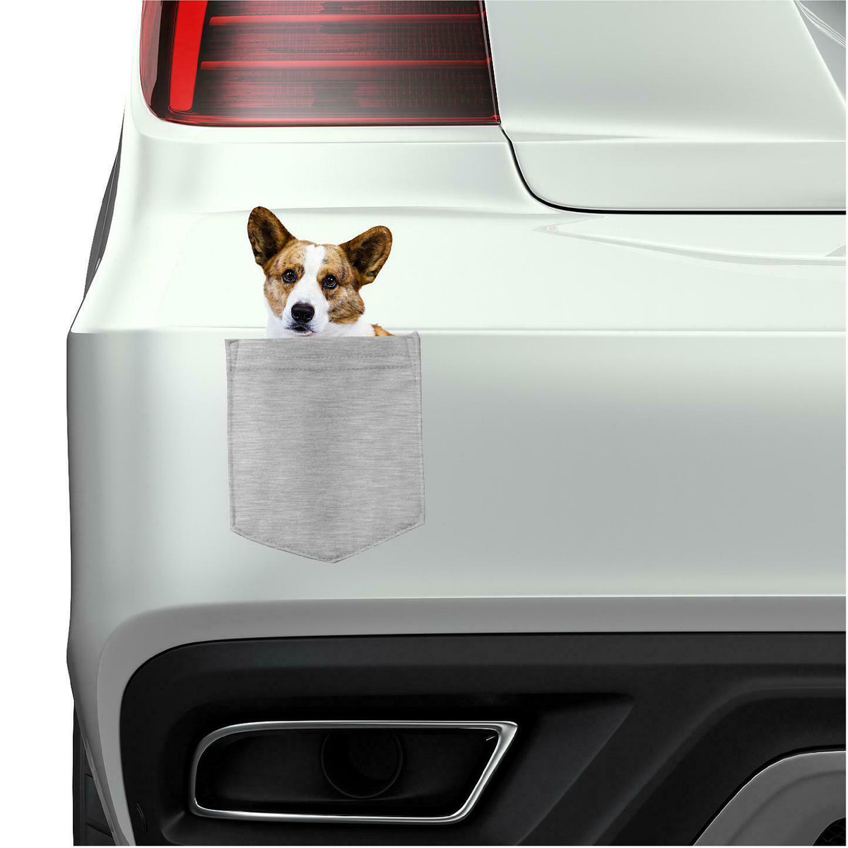 Cardigan Welch Corgi in pocket Fridge Car Magnet Bumper Sticker App size 4"x7"
