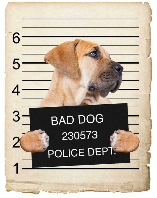 Boerboel Mugshot Bad Dog Fridge refrigerator Car Magnet
