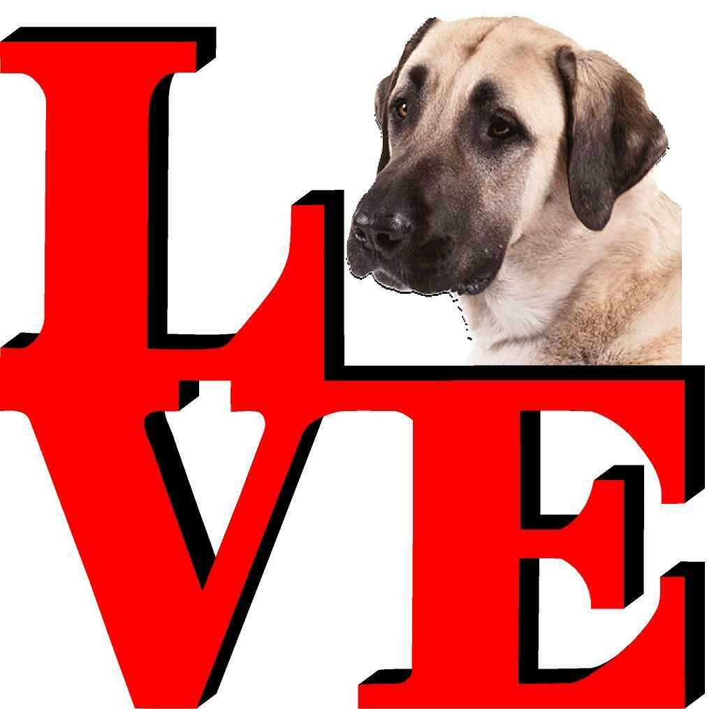 Anatolian Shepard Love Park Cute Dog Fridge Refrigerator Car Magnet