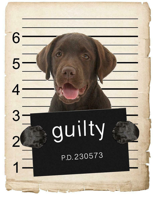 Chocolate Lab Mugshot Bad Dog Fridge refrigerator Car Magnet