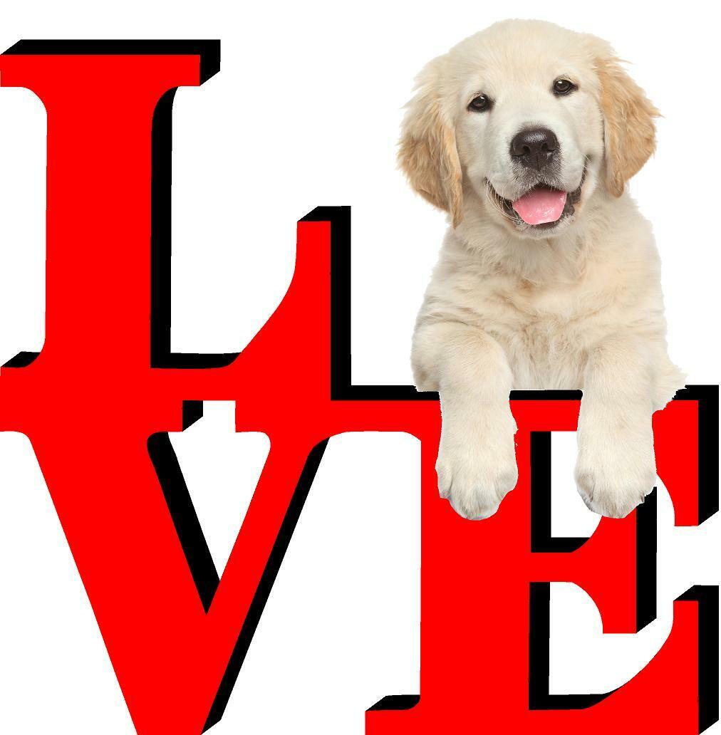 Golden Retriever Puppy Dog Love Park Dog Fridge Refrigerator Car Magnet