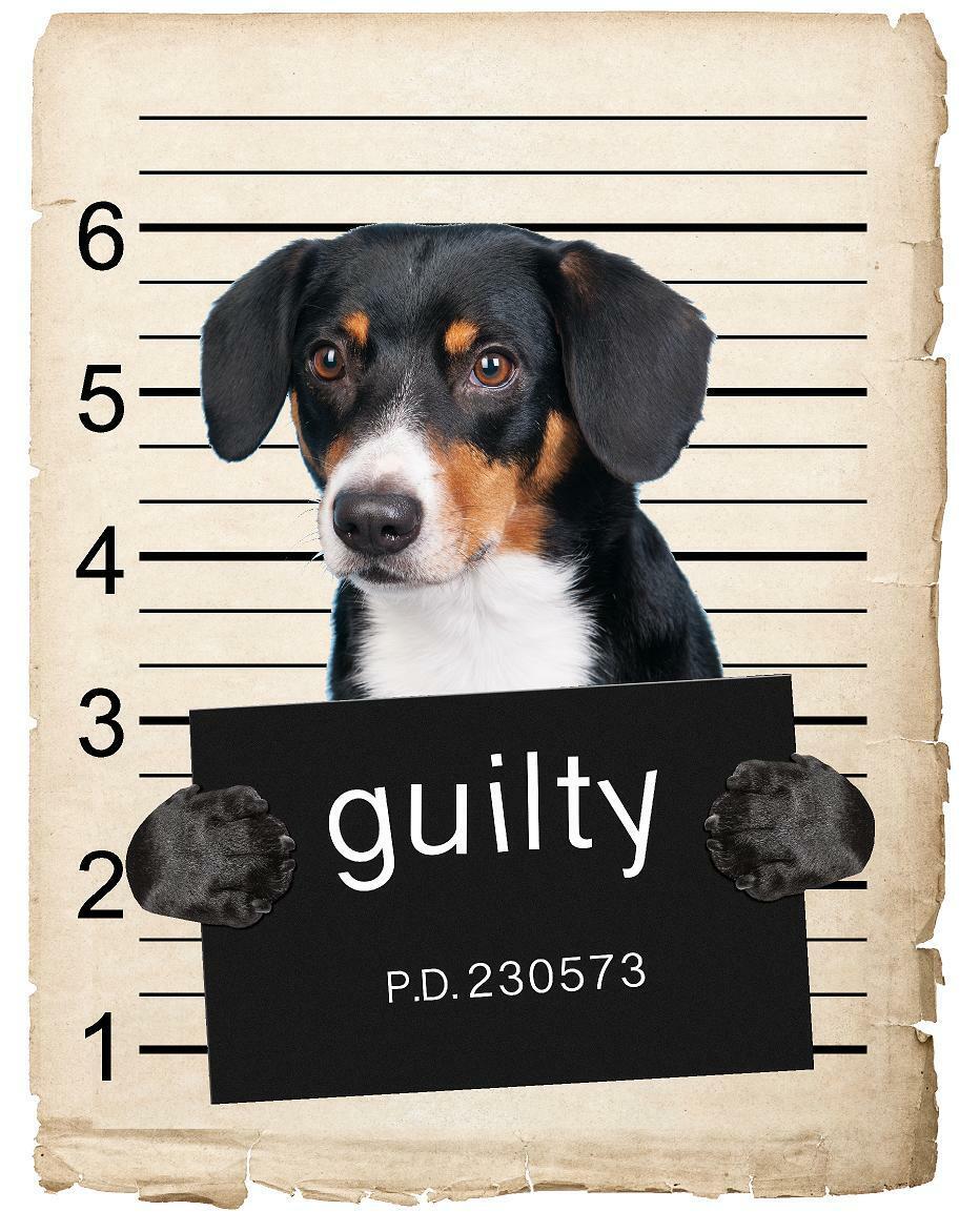 Wirehaired Vizsla Mugshot Bad Dog Fridge refrigerator Car Magnet