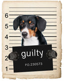 Wirehaired Vizsla Mugshot Bad Dog Fridge refrigerator Car Magnet