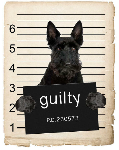 Scottish Terrier  Mugshot Bad Dog Fridge refrigerator Car Magnet