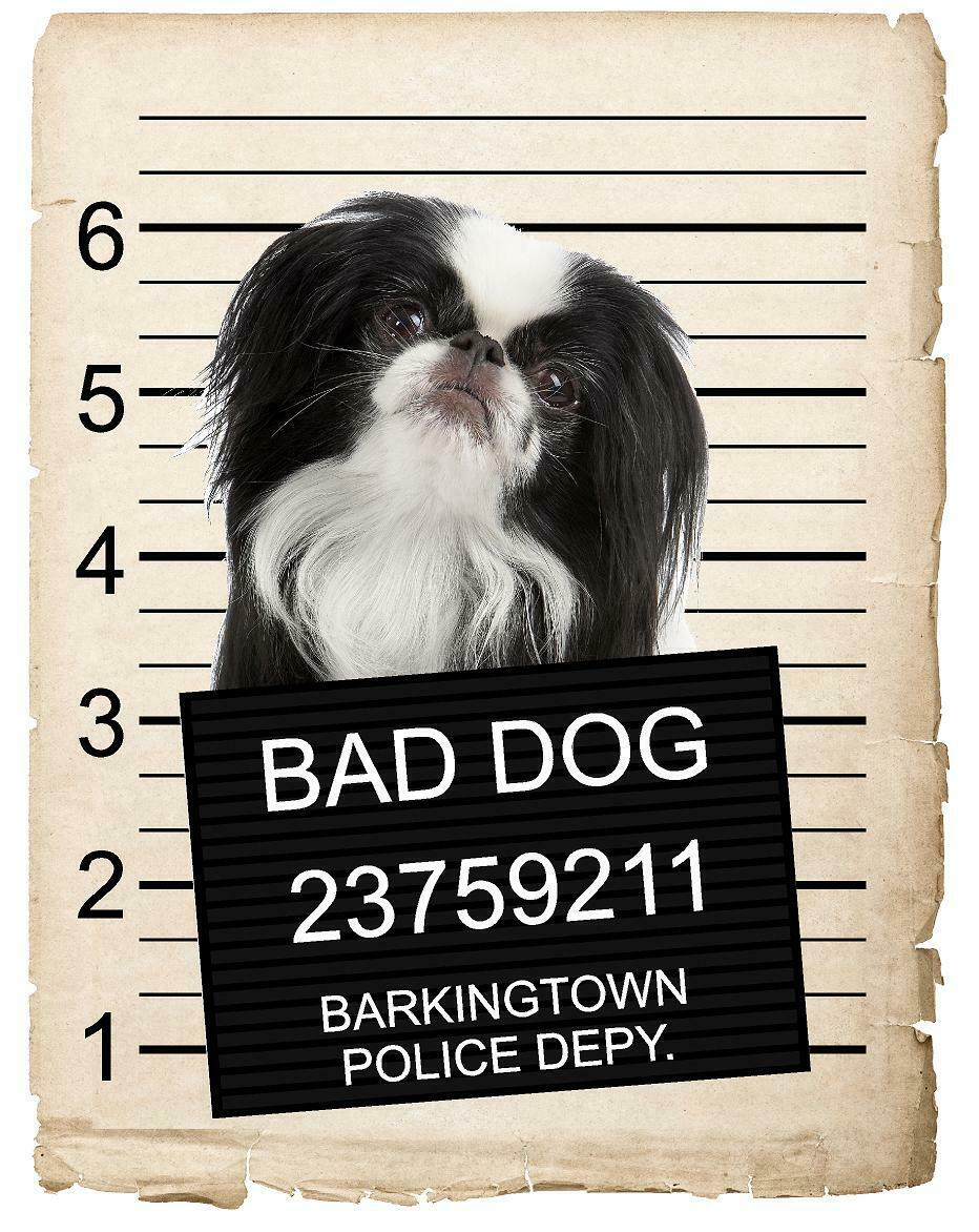 Japanese Chin Mugshot Bad Dog Fridge refrigerator Car Magnet