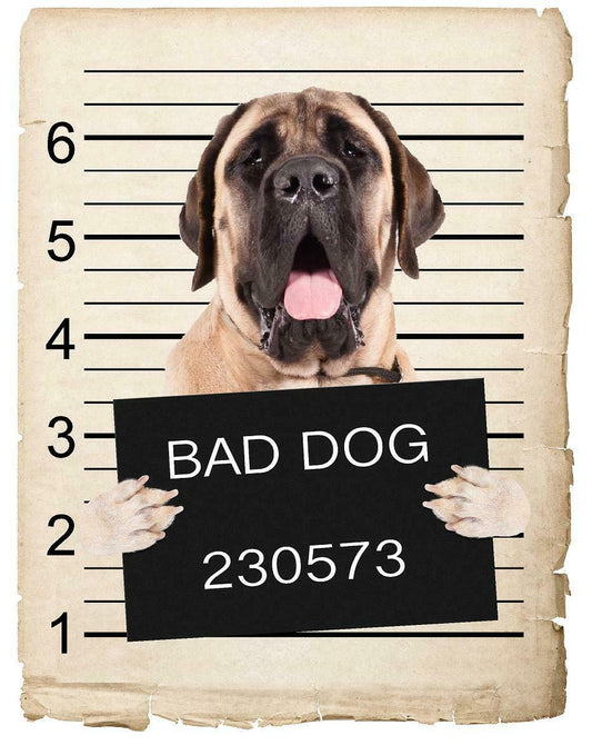 Mastiff Mugshot Bad Dog Fridge refrigerator Car Magnet
