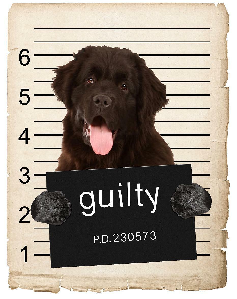 Newfoundland Mugshot Bad Dog Fridge refrigerator Car Magnet