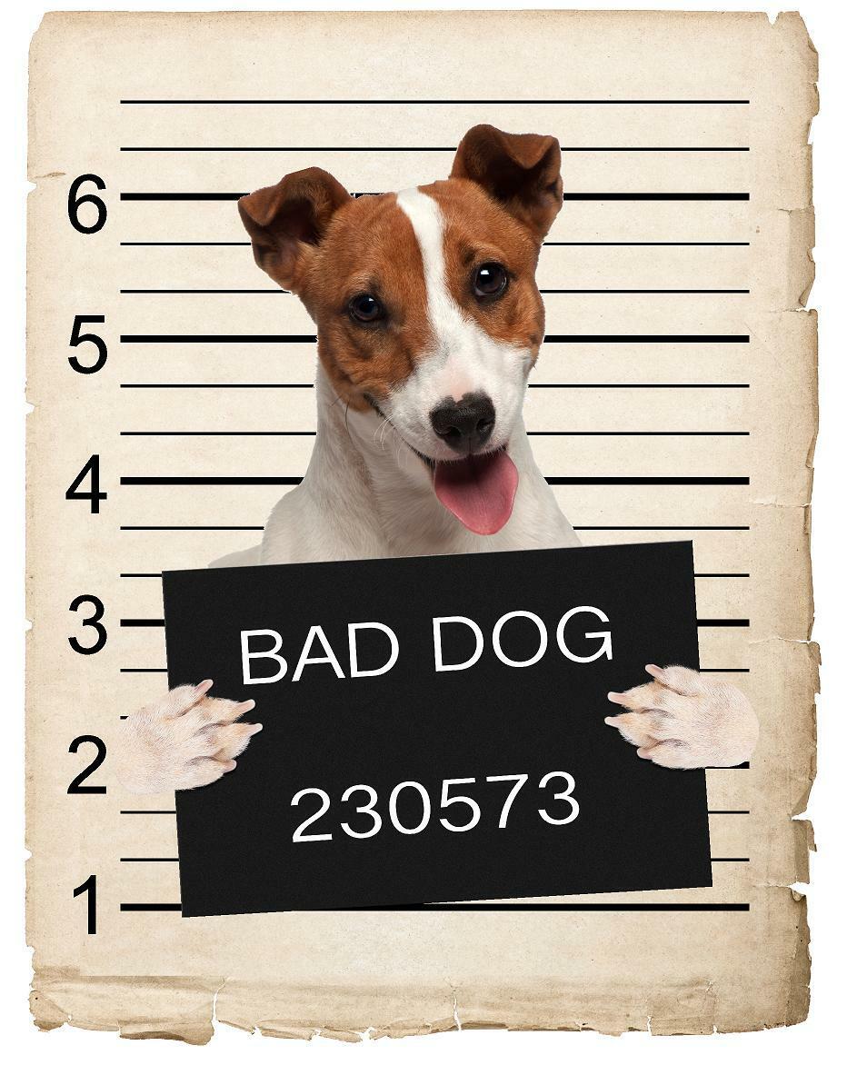 Jack Russel Mugshot Bad Dog Fridge refrigerator Car Magnet