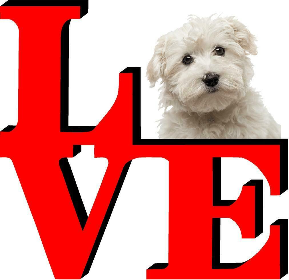Maltese Love Park Dog Fridge Refrigerator Car Magnet