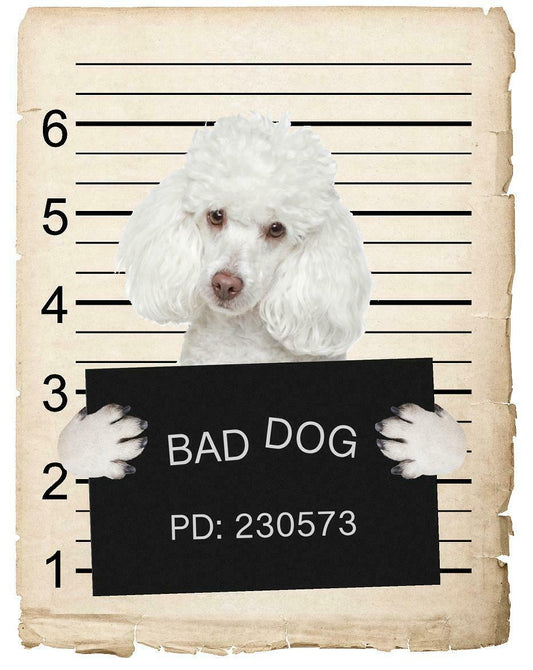 Poodle Mugshot Bad Dog Fridge refrigerator Car Magnet