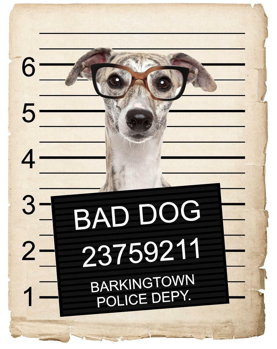 Greyhound with Glasses Mugshot Bad Dog Fridge refrigerator Car Magnet