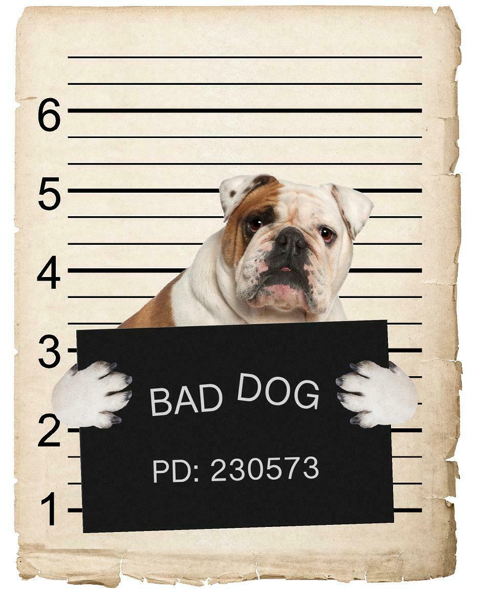 French Bulldog Mugshot Bad Dog Fridge refrigerator Car Magnet