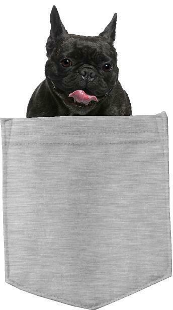 French Bulldog Dog in pocket Fridge Car Magnet Bumper Sticker App size 4"x7"