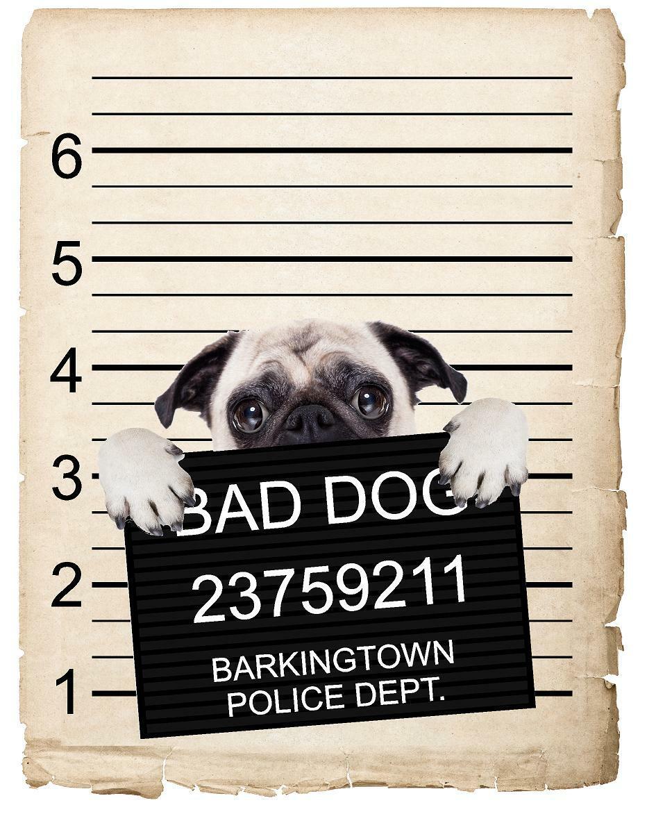 Pug Puppy Mugshot Bad Dog Fridge refrigerator Car Magnet
