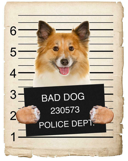 Icelandic Sheepdog Mugshot Bad Dog Fridge refrigerator Car Magnet