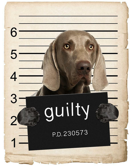 Weimaraner Mugshot Bad Dog Fridge refrigerator Car Magnet