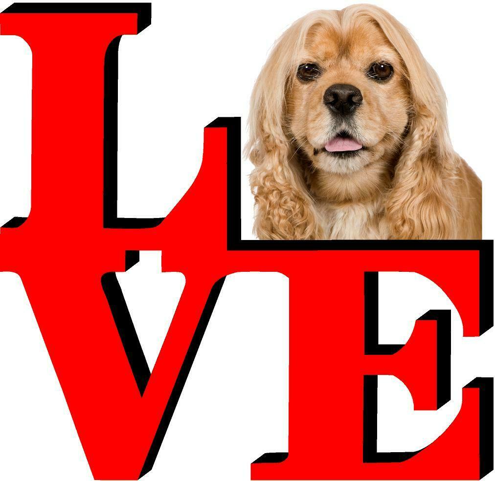 American Cocker Spaniel Love Park Cute Dog Fridge Refrigerator Car Magnet