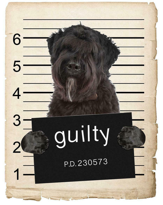 Bouviers Des Flandre Mugshot Bad Dog Fridge refrigerator Car Magnet