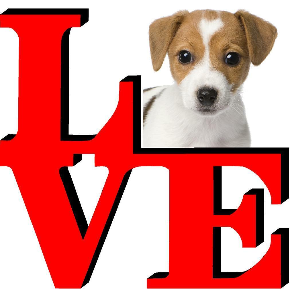 Russel Terrier Cute Dog Fridge Refrigerator Car Magnet
