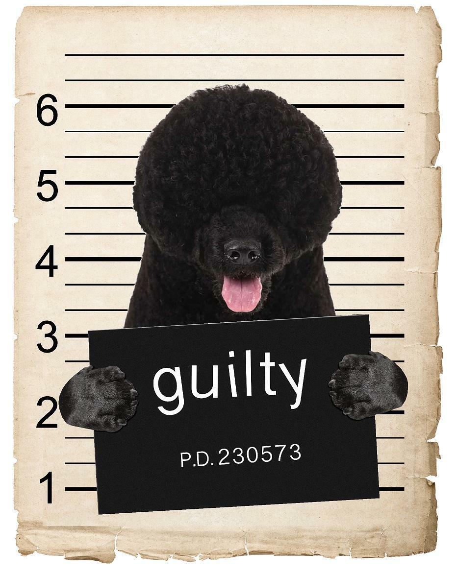 Portuguese Water Dog Mugshot Bad Dog Fridge refrigerator Car Magnet