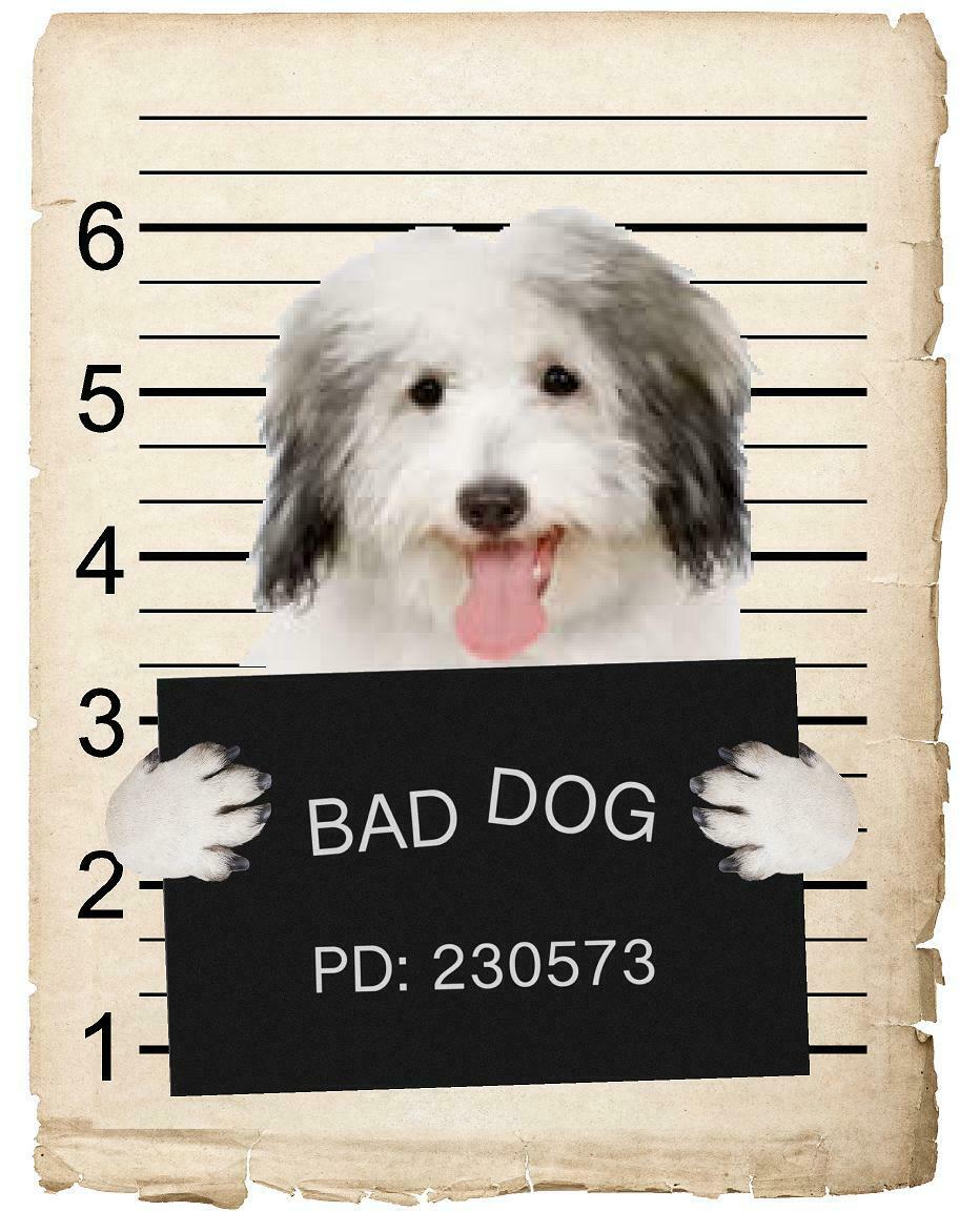 Coton De Tulear Mugshot Bad Dog Fridge refrigerator Car Magnet