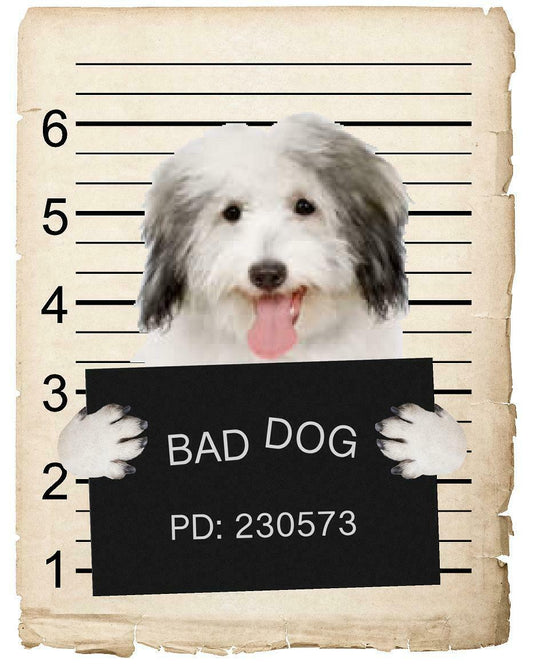 Coton De Tulear Mugshot Bad Dog Fridge refrigerator Car Magnet