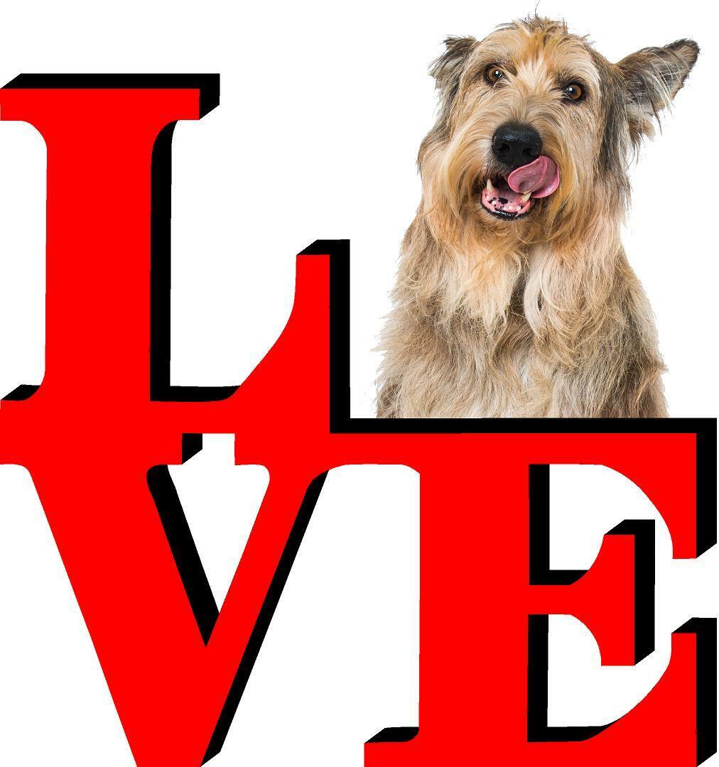 Berger Picard Love Park Cute Dog Fridge Refrigerator Car Magnet