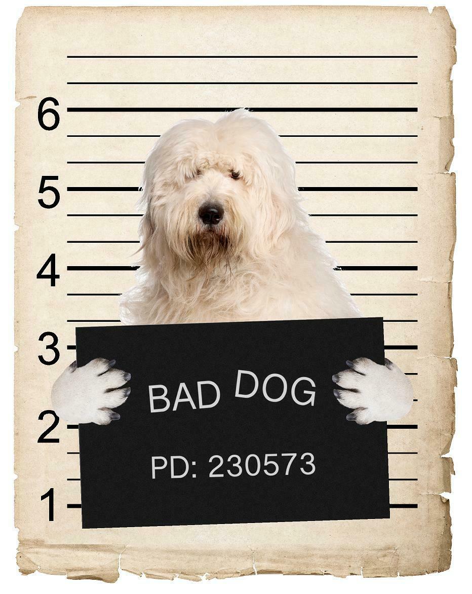 Old English Sheepdog Mugshot Bad Dog Fridge refrigerator Car Magnet