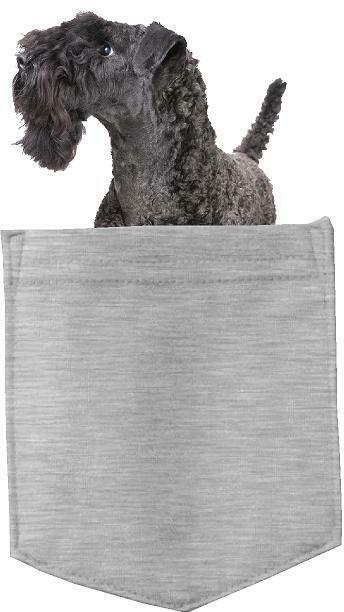 Kerry Blue Terrier Dog in pocket Fridge Car Magnet Bumper Sticker App size 4"x7"