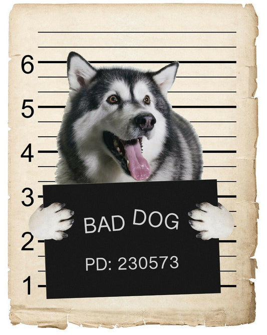 Alaskan Malamute Mugshot Bad Dog Fridge refrigerator Car Magnet Bumper Sticker