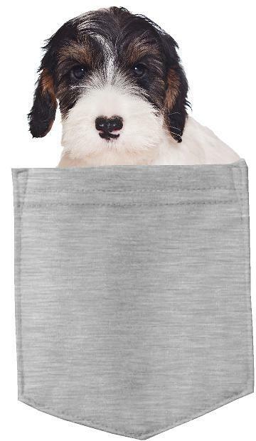 Sealyham Terrier Dog in pocket Fridge Car Magnet Bumper Sticker App size 4"x7"