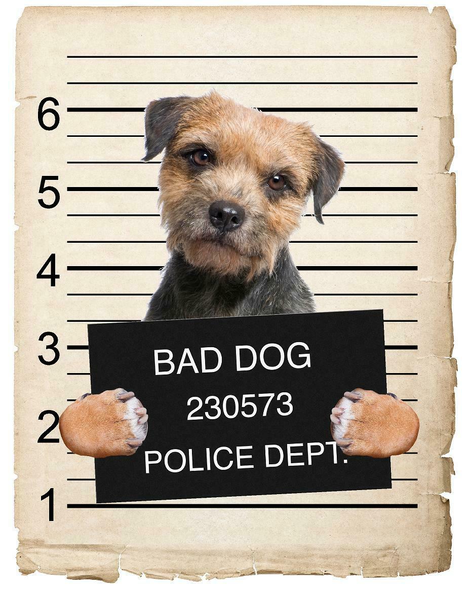 Border Terrier Mugshot Bad Dog Fridge refrigerator Car Magnet