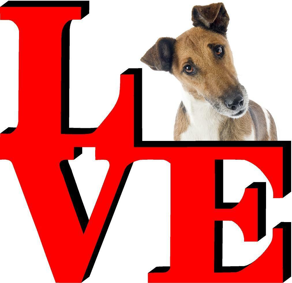Fox Terrier Dog Love Park Dog Fridge Refrigerator Car Magnet