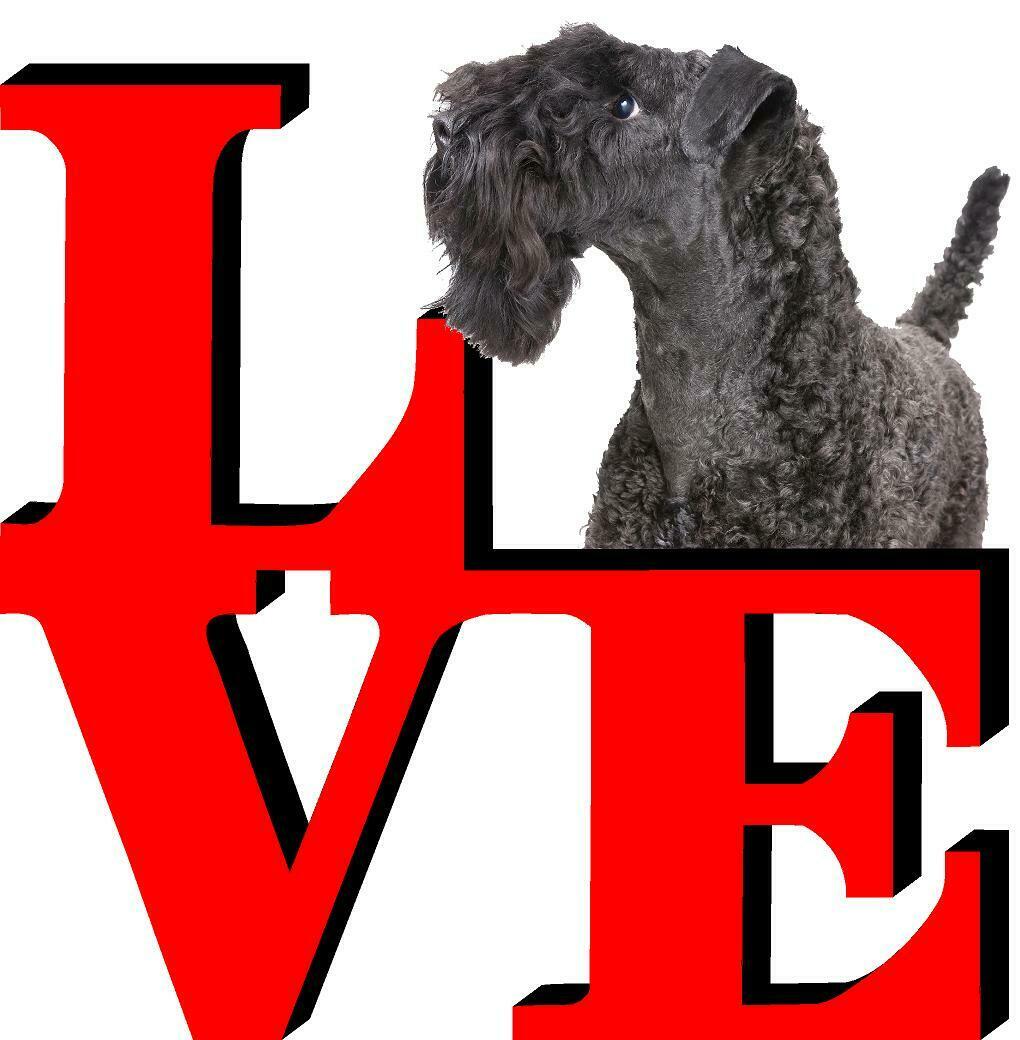 Kerry Blue Terrier Dog Love Park Dog Fridge Refrigerator Car Magnet