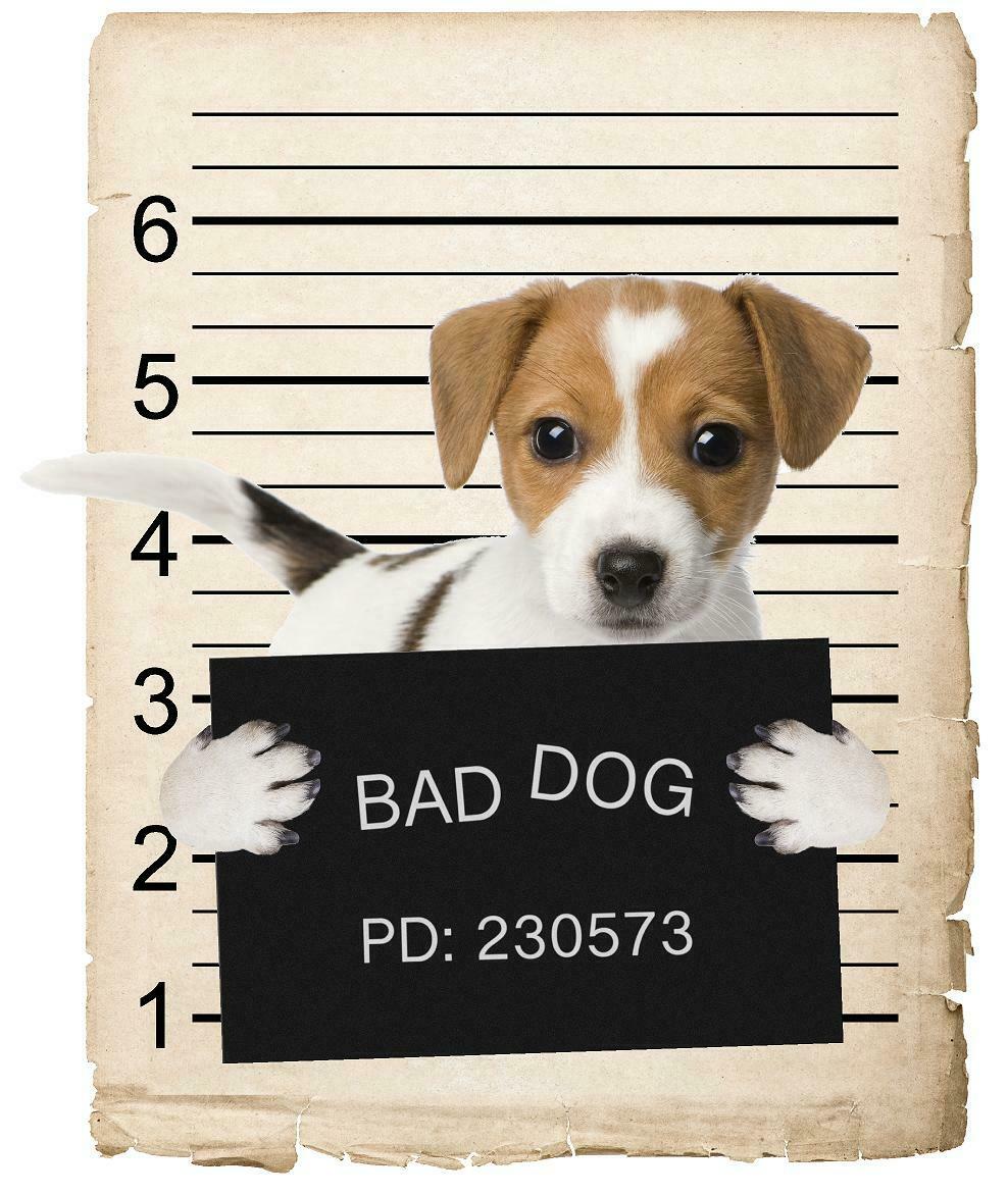 Russel Terriere Mugshot Bad Dog Fridge refrigerator Car Magnet