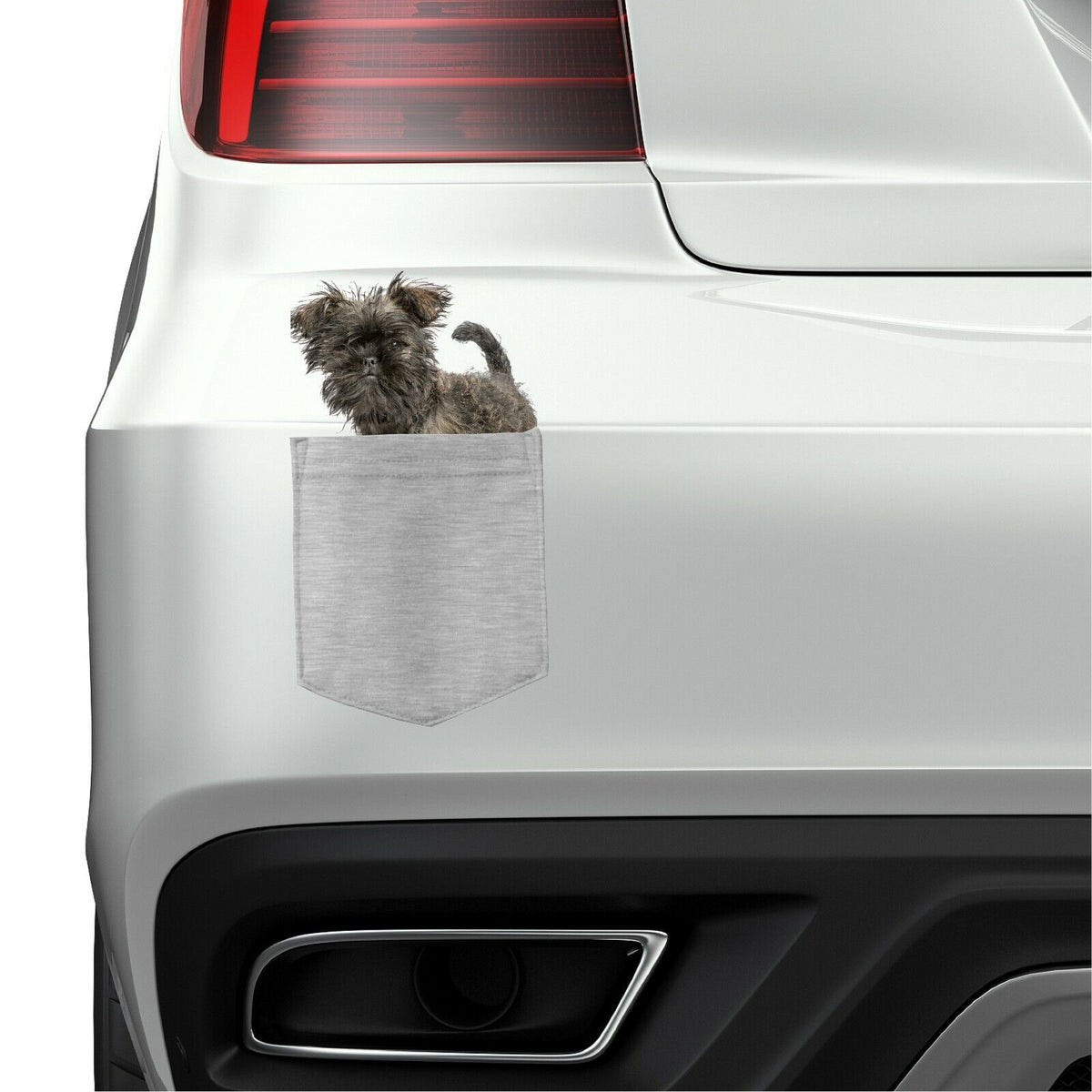 Affenpinscher Dog in pocket Fridge Car Magnet Bumper Sticker App size 4"x7"