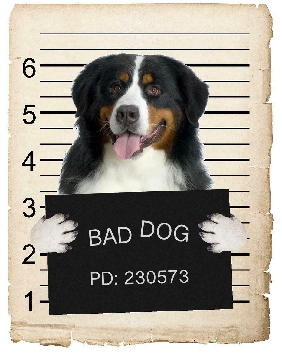 Bernese Mountain Dog Mugshot Bad Dog Fridge refrigerator Car Magnet