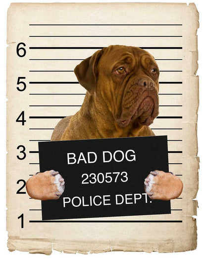 Dogues De Bordeaux Mugshot Bad Dog Fridge refrigerator Car Magnet