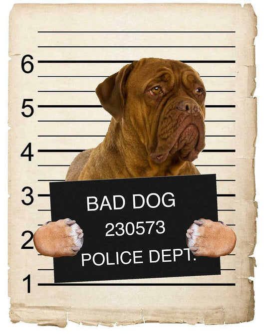 Dogues De Bordeaux Mugshot Bad Dog Fridge refrigerator Car Magnet