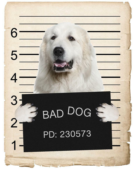 Great Pyrenees Mugshot Bad Dog Fridge refrigerator Car Magnet