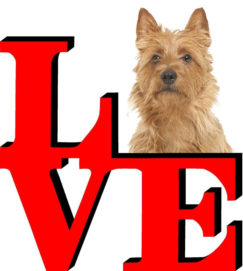 Australian Terrier Love Park Cute Dog Fridge Refrigerator Car Magnet